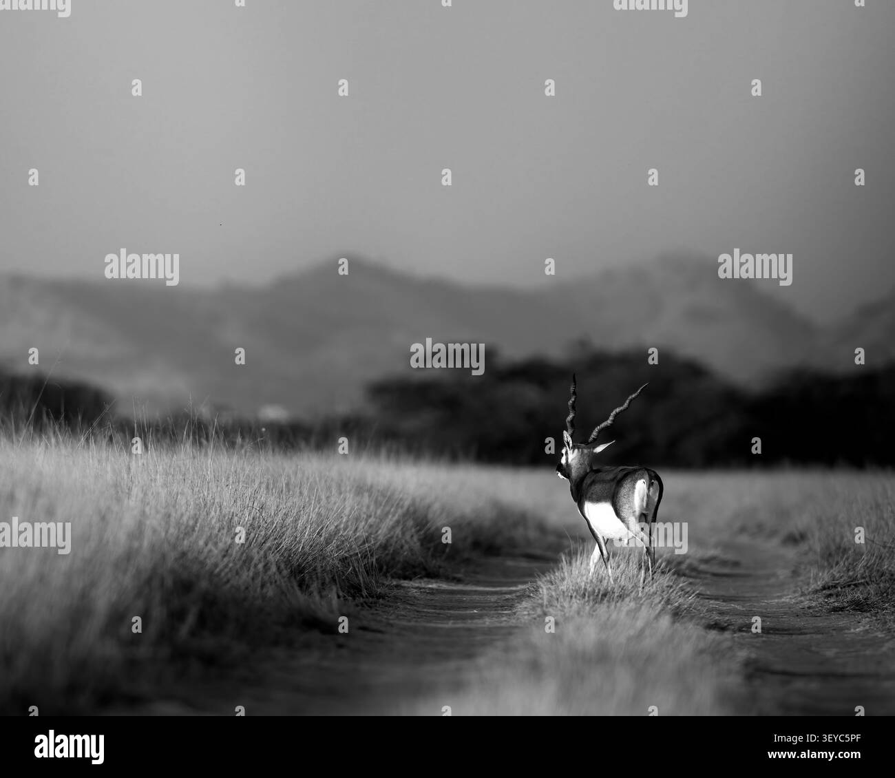 Ein Blackbuck schlendert auf einem Pfad in die trockene Wildnis der Wüste Thar mit Bergen im Hintergrund. Stockfoto