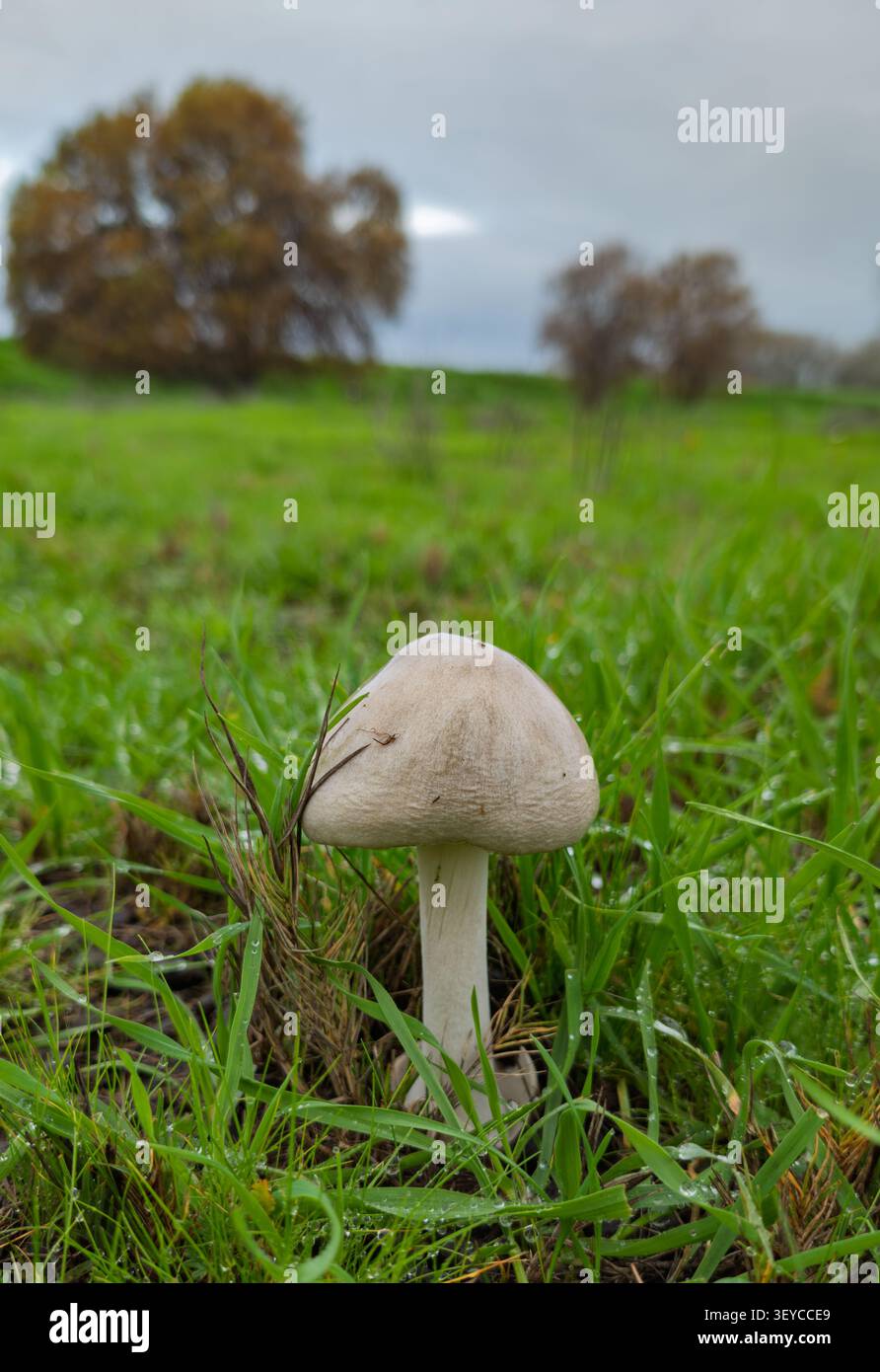 Einzelner Wildpilz, der auf nassgrünem Feld wächst Stockfoto