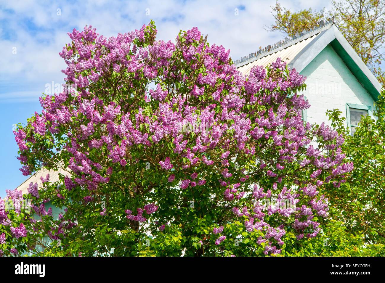 Ein blühender Fliederstrauch in der Nähe eines Landhauses. Frühjahrsblüte eines großen Fliederbusches. Stockfoto