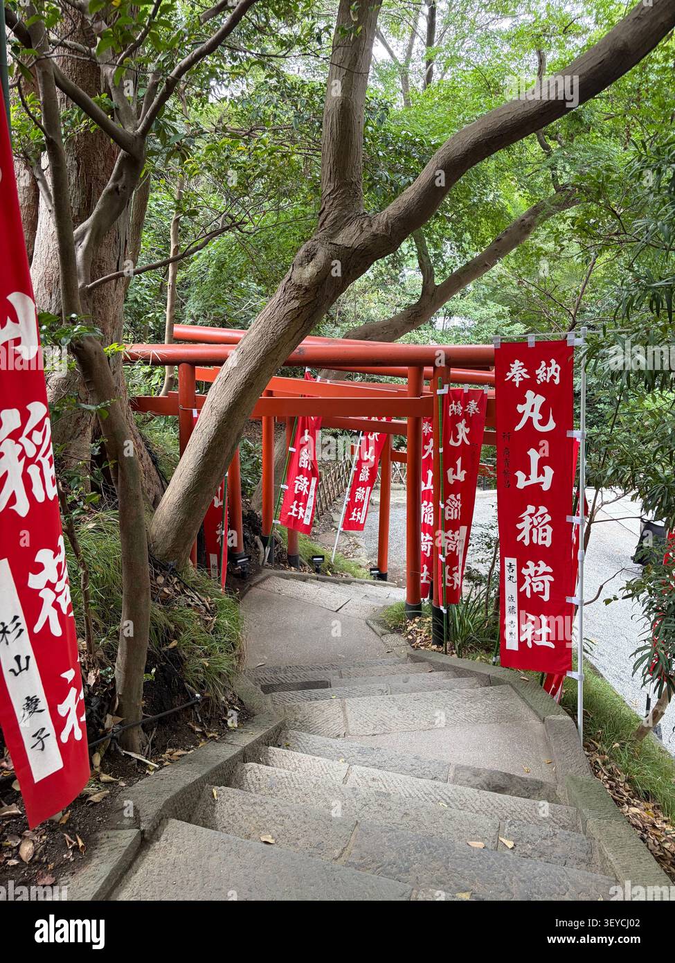 Perspektivische Ansicht des Tunnels mit roten Torii-Toren, gesäumt mit japanischen Kalligraphie-Bannern mit weißem Text, eingerahmt von knorrigen Baumzweigen an einem schintoistischen Schrein, Jap - Smartphone-aufgenommenes Stockfoto