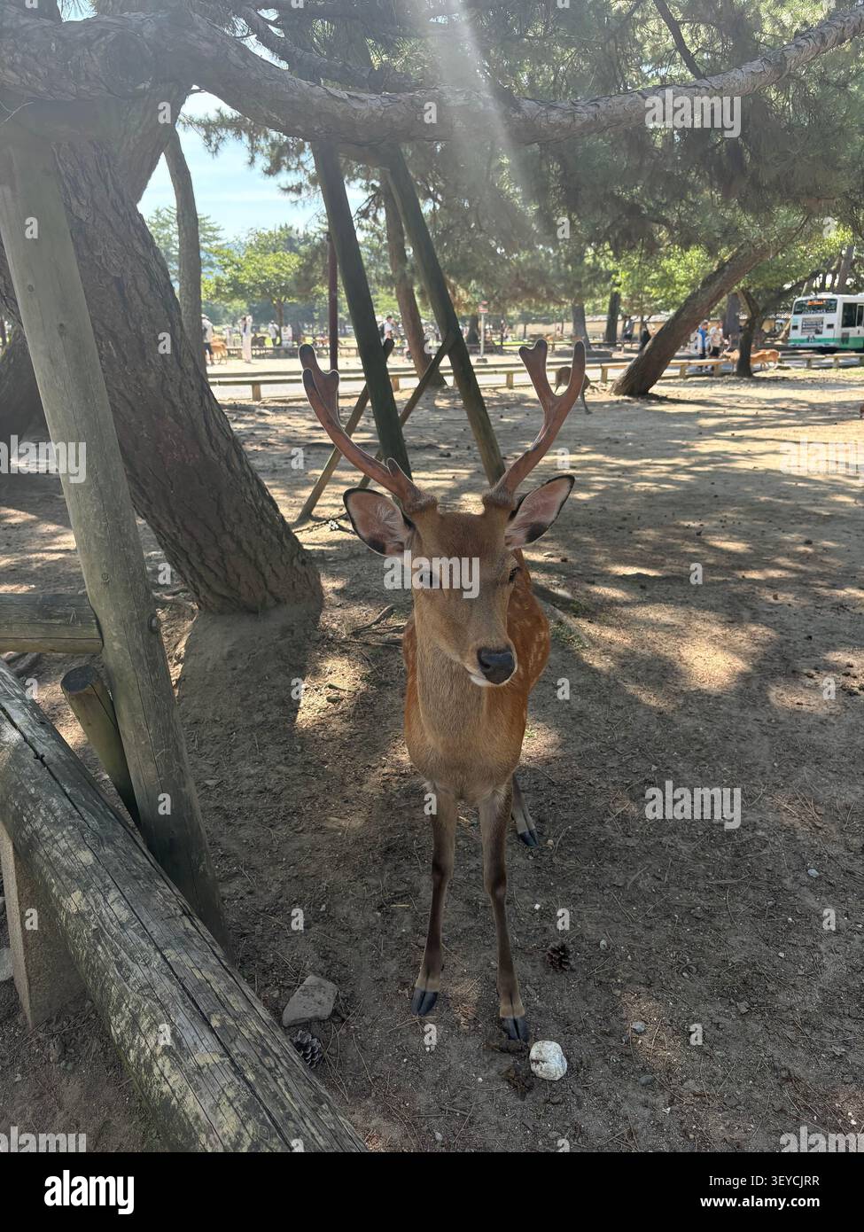 Neugieriger sika-Hirsch nähert sich der Kamera aus nächster Nähe im Nara Park, Japan. Intime Aufnahme mit Geweih und geflecktem Waldlicht. - Smartphone-aufgenommenes Stockfoto