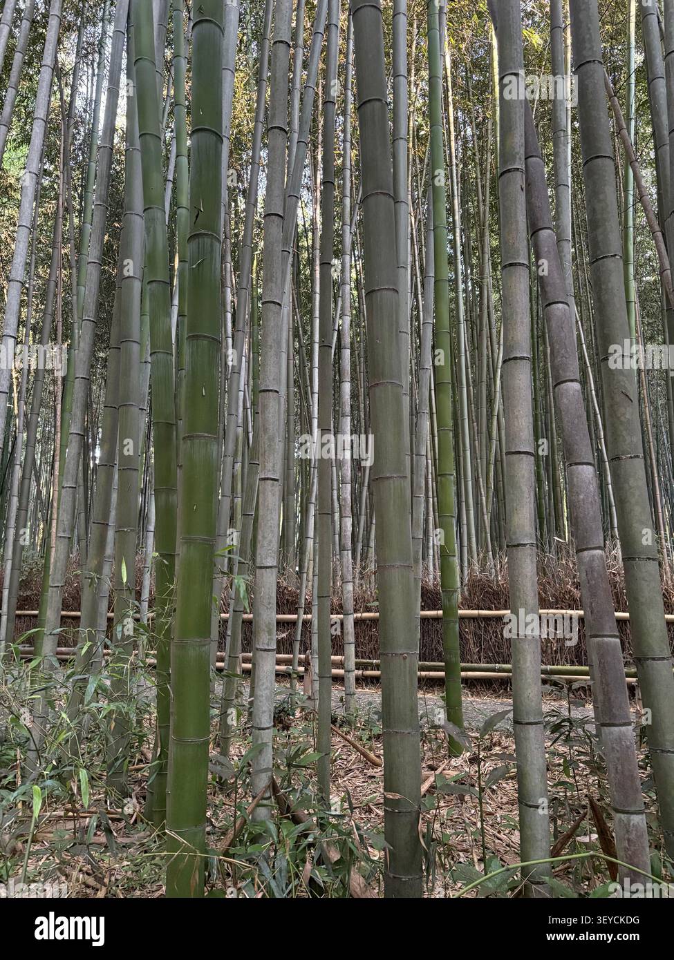 Nahaufnahme von dichten, riesigen Bambusstämmen (MOSO), die horizontal in einem üppigen Wald angeordnet sind, mit natürlicher Textur, Knoten und durchflutetem Licht - Smartphone-aufgenommenes Stockfoto