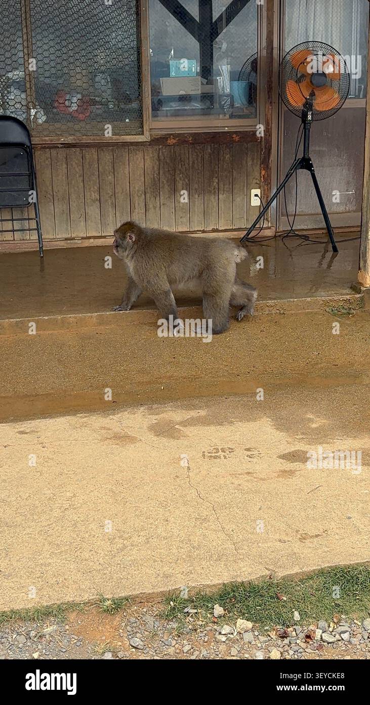 Ein Makaken spaziert frei neben einem rustikalen Holzbau in einem ländlichen asiatischen Dorf, mit Tierpfotenabdrücken auf dem Sandboden in der Nähe. - Smartphone-aufgenommenes Stockfoto