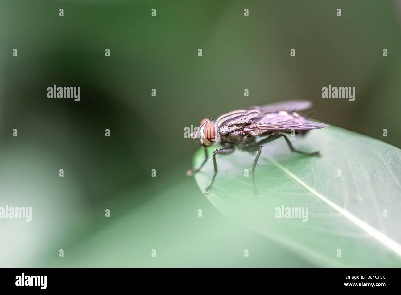 Flesh Fly horizontale Makronaht einer einzelnen Hausfliege, die auf einem leuchtenden grünen Blatt sitzt, mit Kopierraum Stockfoto