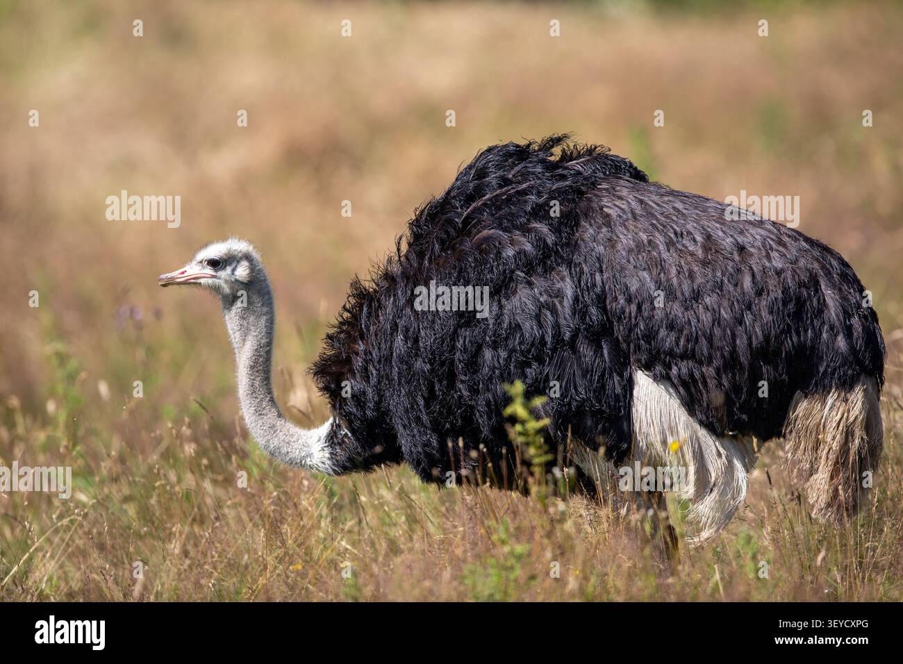 Eine Ganzkörperansicht eines männlichen Straußes, der in hohem, trockenem Gras auf der Suche ist und sein markantes schwarz-weißes Gefieder im Detail zeigt. Stockfoto