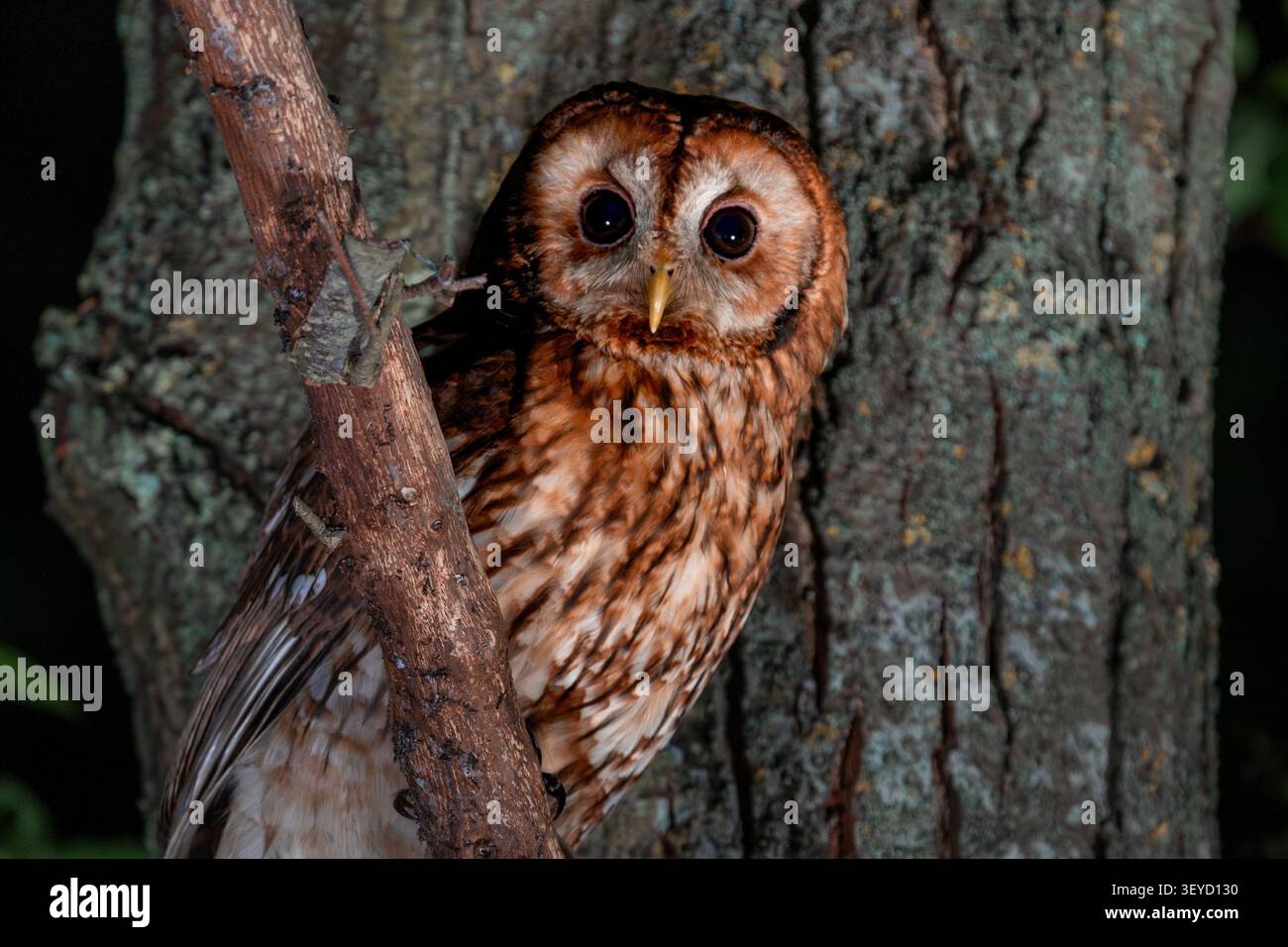 Waldkauz (Strix aluco) sitzt neben einem Baumstamm im Wald, Vereinigtes Königreich Stockfoto