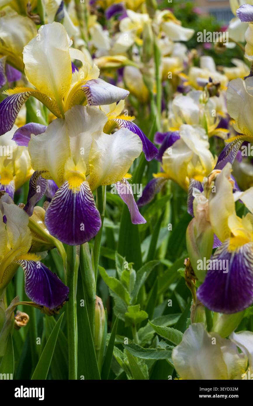 Vertikale Ansicht der eleganten bärtigen Iris mit gelben Standards und lila Wasserfälle mit weißen Streifen. Perfekt für Gartenkunst, botanische Drucke, A Stockfoto