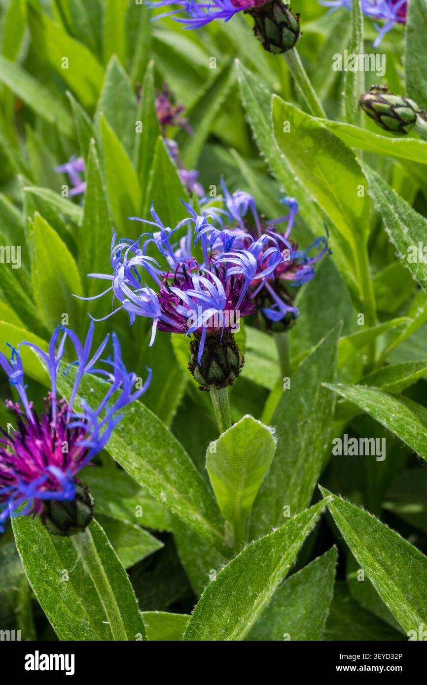 Vertikale Ansicht von leuchtend blauen Kornblumen mit komplizierten violetten Mittelpunkten und gesäumten Blütenblättern gegen weiche grüne Blätter. Ideal für botanische Kunst und Flor Stockfoto