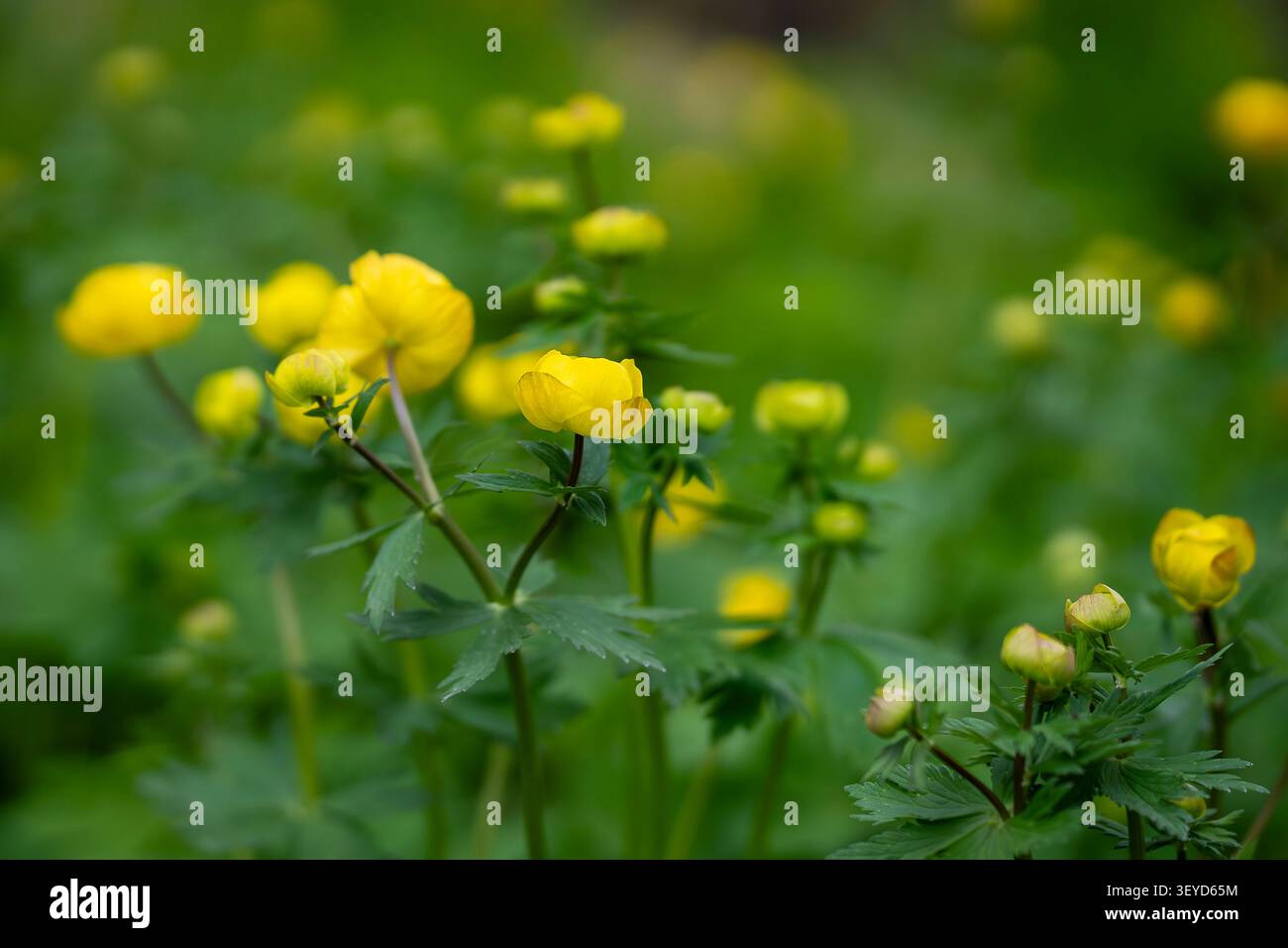Europäische Globeblumen (Trollius europaeus) blühen auf einer üppigen Frühlingswiese mit leuchtend gelben Kugelblüten vor grünem Hintergrund. Stockfoto