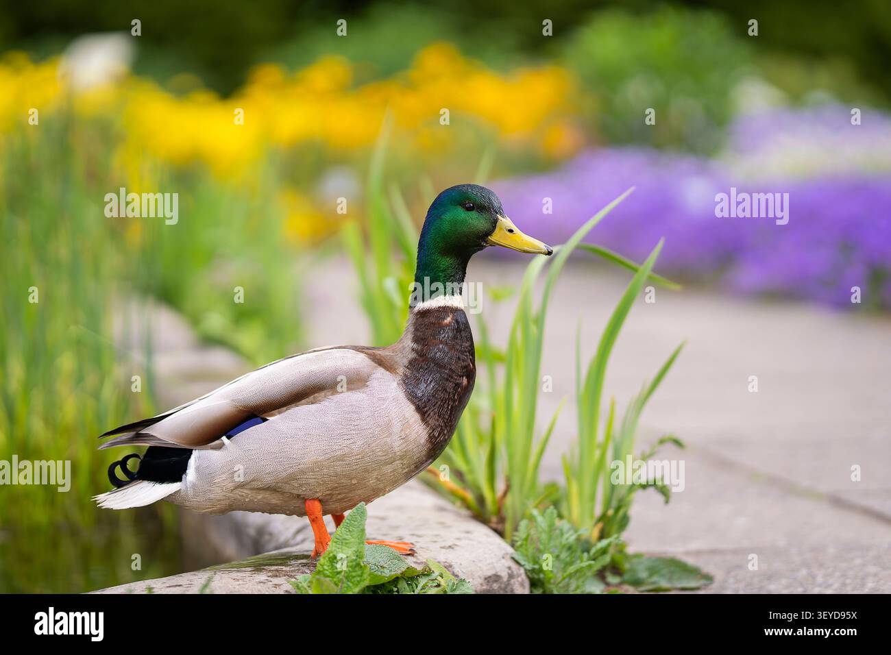 Männliche Stockenten (Anas platyrhynchos) neben einem Gartenteich, umgeben von bunten Frühlingsblumen mit weichem Bokeh-Hintergrund. Stockfoto