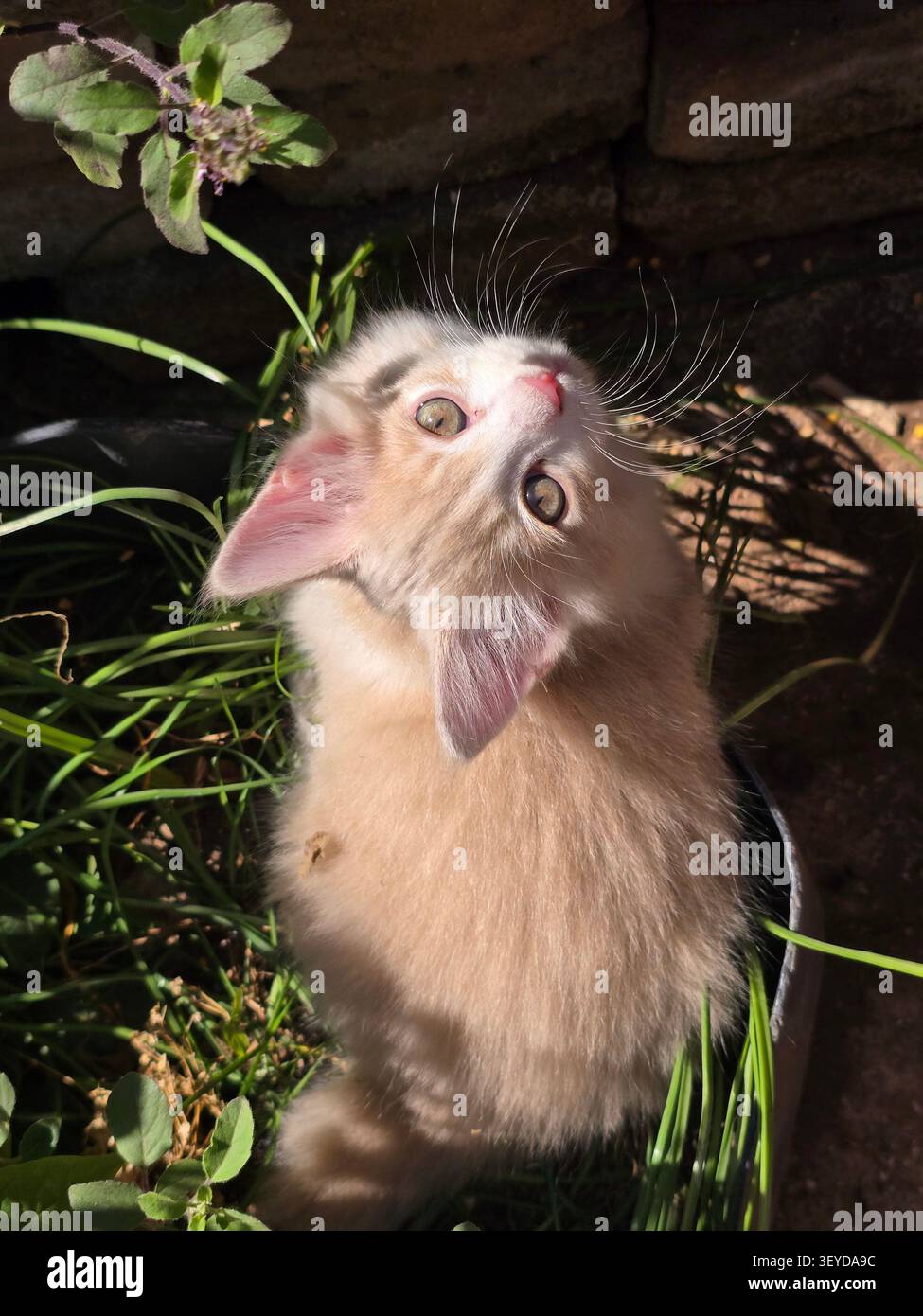 Weiße Hauskatze, die auf eine blühende Pflanze im Garten blickt - Smartphone-aufgenommenes Stockfoto