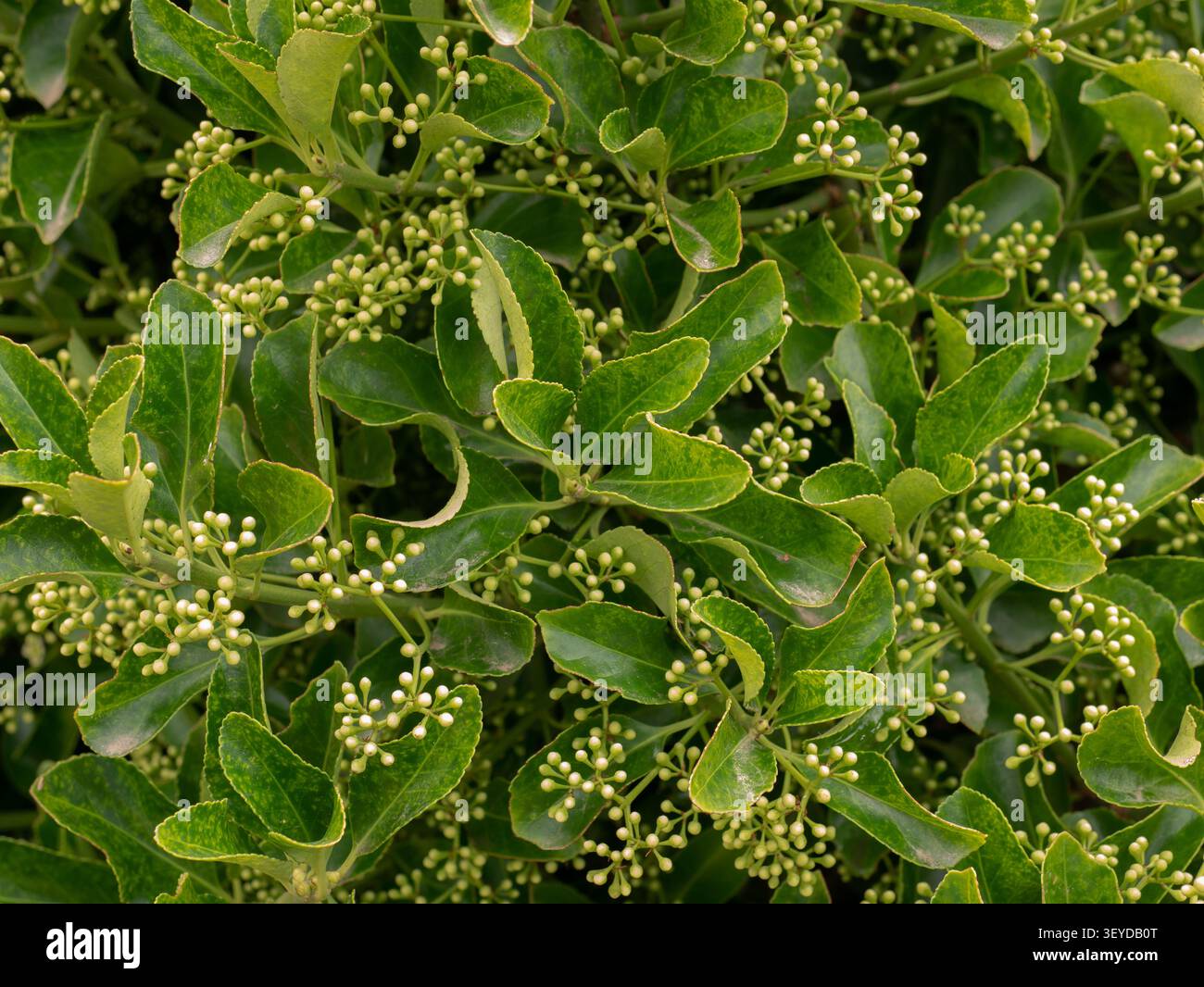 Holly Bush in Bud — Ilex aquifolium White Flower Buds and Glossy Green Leaves Close-up, Spring Botanical Macro Stockfoto