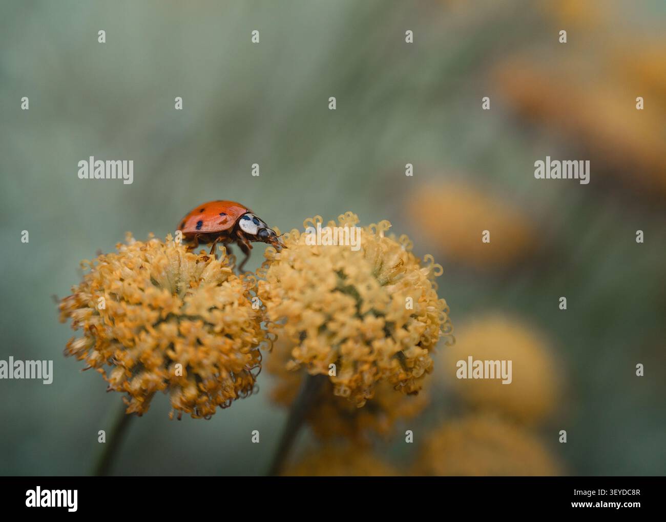 Marienkäfer, Makro, Blumen, Botanik, Flora, Insekten, Natur Stockfoto