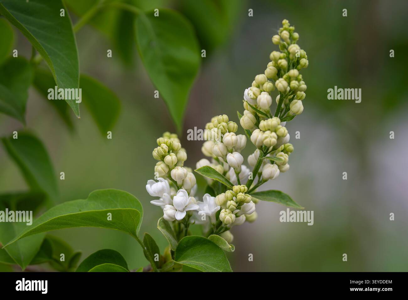 Weißer Flieder (Syringa vulgaris „Madame Lemoine“) Blütenknospen und zarte Blüten, die im Frühjahr entstehen, umgeben von üppig grünen Blättern. Stockfoto