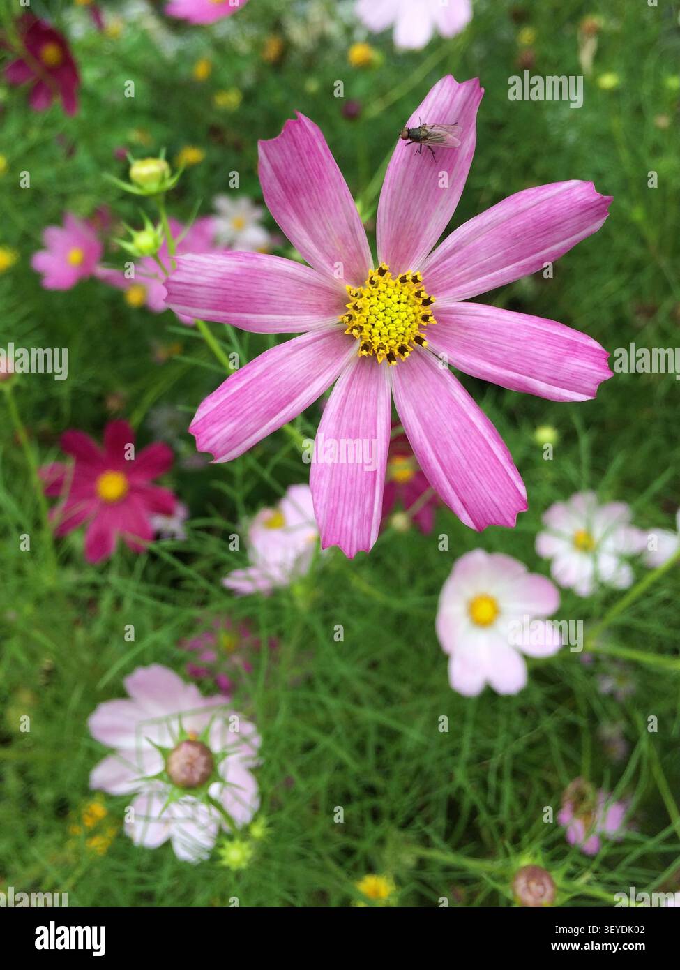 Bunte Kosmos-Blüten wachsen in Mühldorf, Kärnten, Österreich. Insekten fliegen umher, um Nektar zu suchen, während der Frühling der Gegend neues Leben einhaucht. Stockfoto
