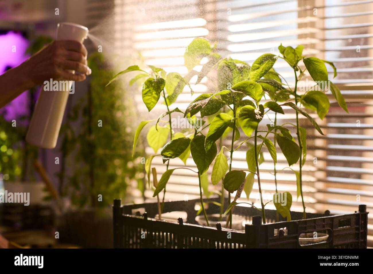 Handspritzkeimlinge für den Heimgarten und die Pflanzenpflege Stockfoto