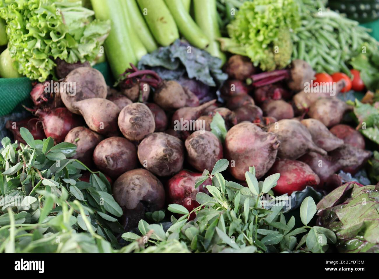 Frische Rote Bete mit grünem Gemüse Stockfoto