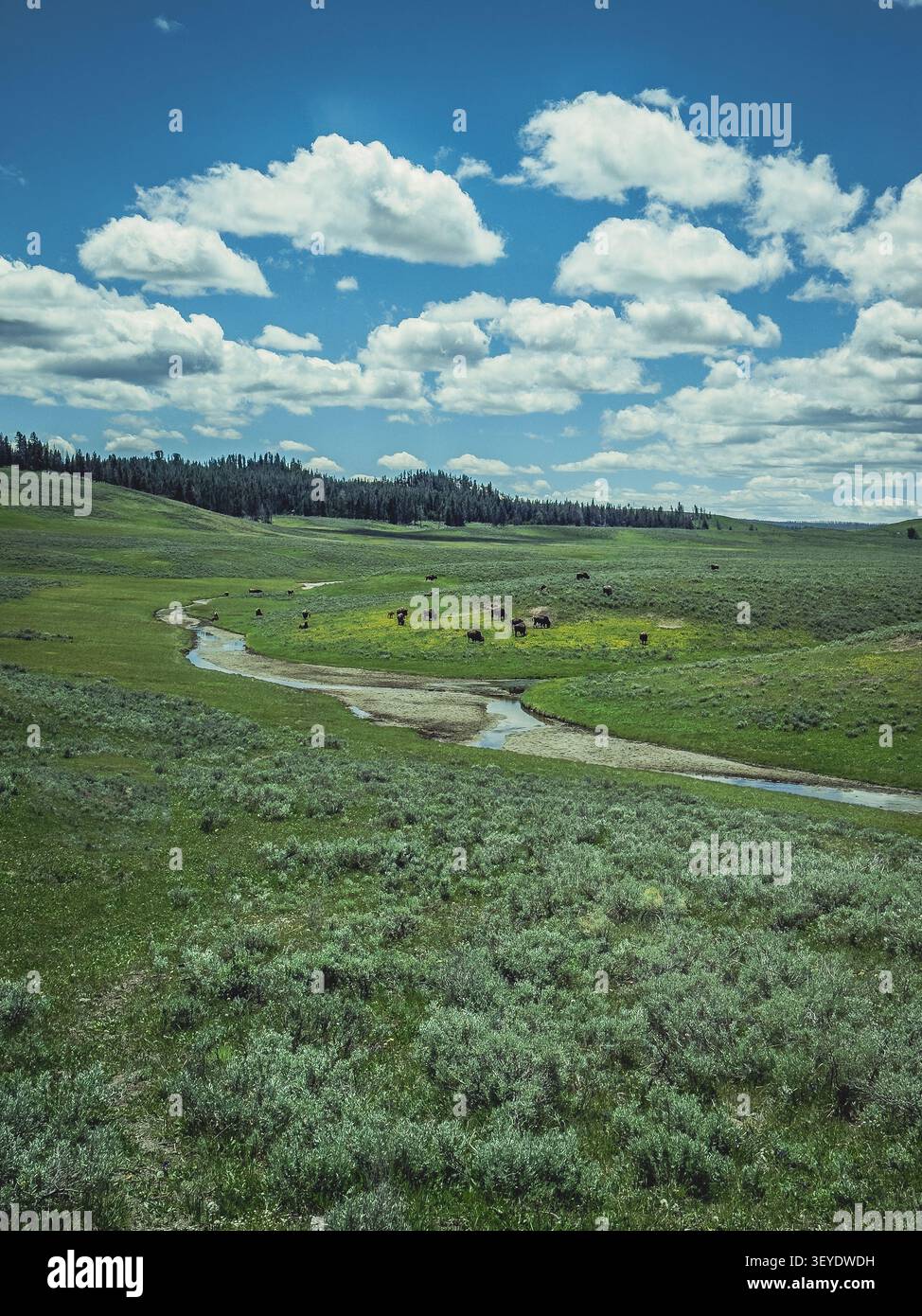 Amerikanische Bisons (Bison Bison) grasen auf hellgrünen Wiesen neben einem sanft mäandernden Fluss im Yellowstone-Nationalpark. Stockfoto