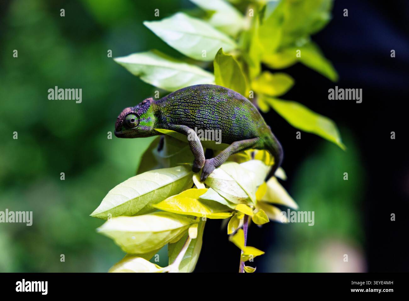 Namro, Tansania - 24. Juni 2026 - Chamäleon Stockfoto