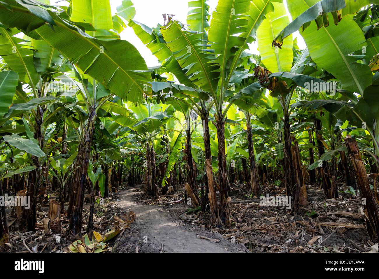 Karatu, Tansania - 24. Juni 2026 - Bananenplantage Stockfoto
