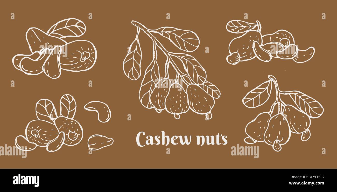 Handgezeichnetes Cashew-Nuss-Set. Vektorillustration auf braunem Hintergrund. Vintage-Skizze von Cashew-Zweig und Blättern und Früchten sowie Nüssen. Weißer Umriss-Etzen-Illustration für Verpackung, Lebensmittelhintergrund Stock Vektor