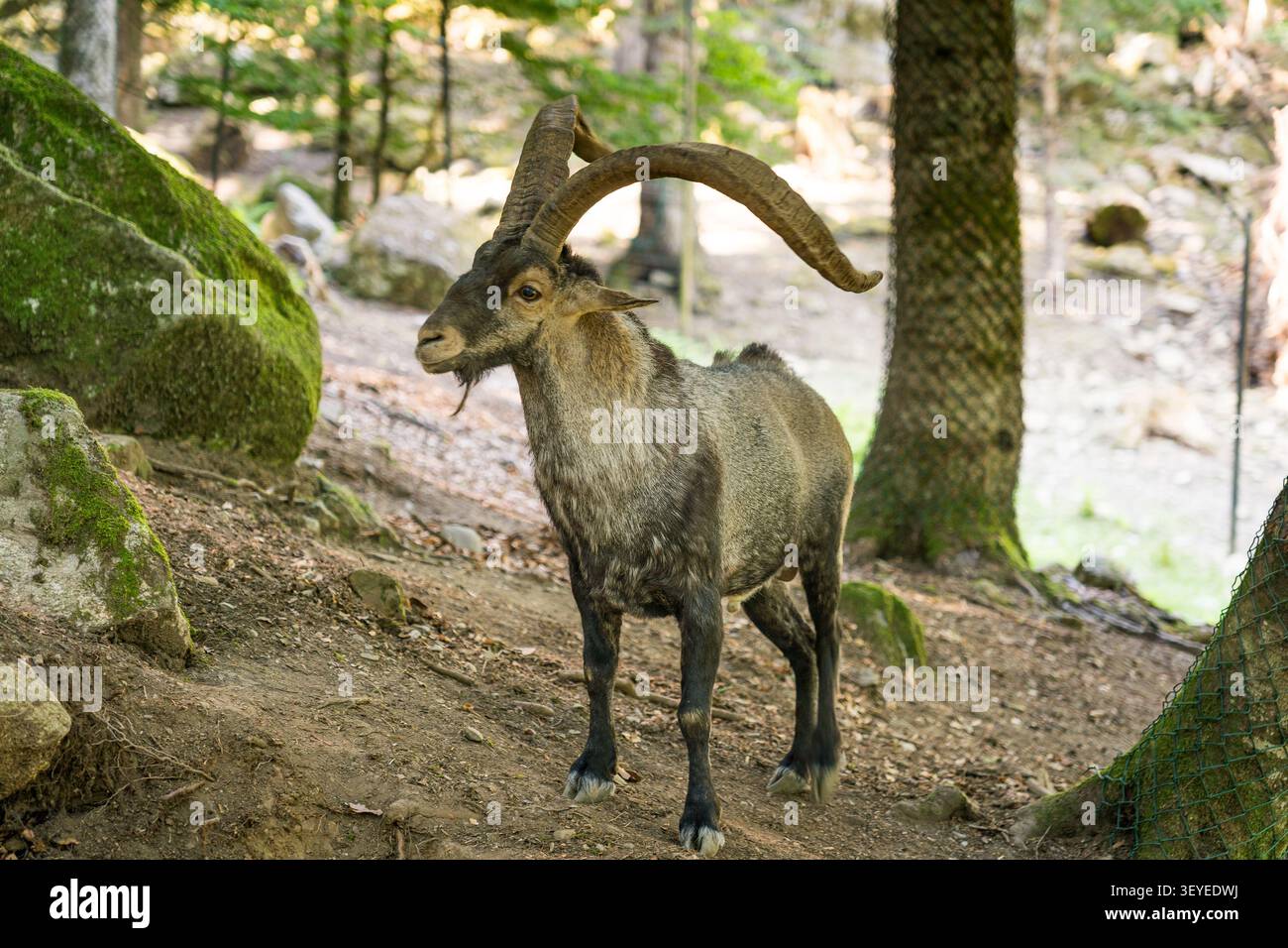 Iberischer Steinbock in einem Wald in der freien Natur in spanien, Wildtiere in der Natur Stockfoto