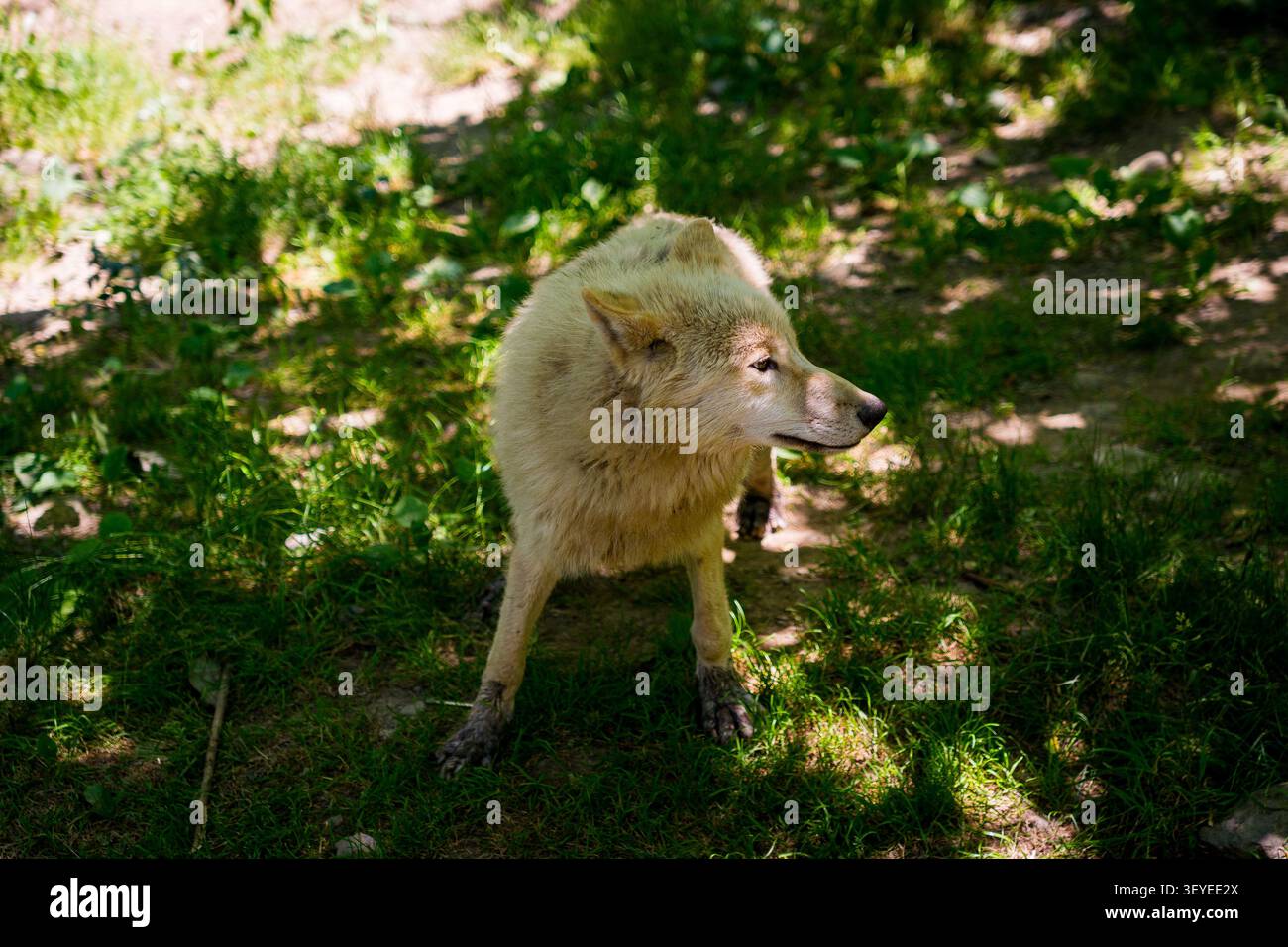 Nordwestlicher weißer kanadischer Wolf (Canis Lupus occidentalis), Wildtiere in einem Wald an einem sonnigen Tag Stockfoto