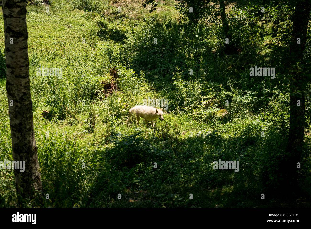 Nordwestlicher weißer kanadischer Wolf (Canis Lupus occidentalis), Wildtiere in einem Wald an einem sonnigen Tag Stockfoto