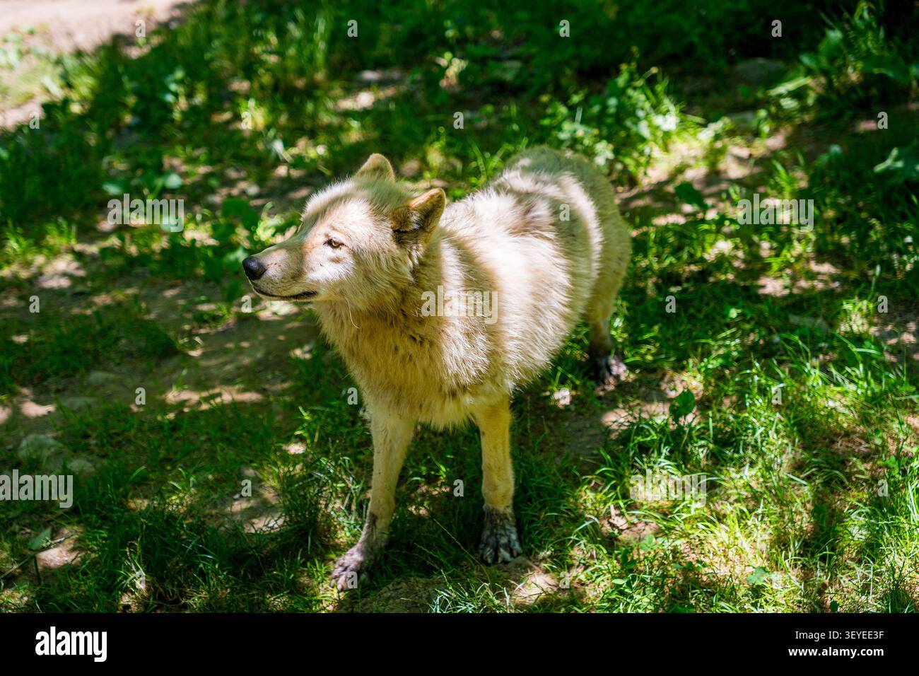 Nordwestlicher weißer kanadischer Wolf (Canis Lupus occidentalis), Wildtiere in einem Wald an einem sonnigen Tag Stockfoto