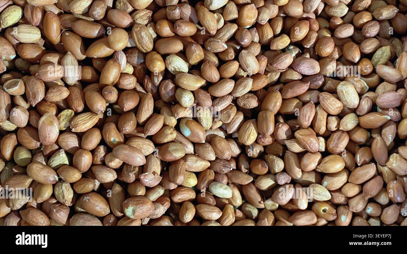 Frische rohe Erdnüsse in ihrer natürlichen Schale, ein nahrhaftes Hülsenfrüchtchen, das häufig als Snack, Kochzutat und Quelle für Erdnussprodukte verwendet wird. Stockfoto