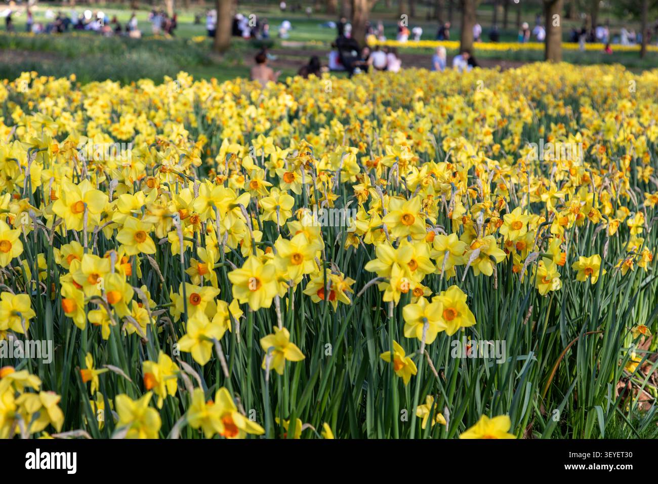 Ein Schwarm Fasanenaugen-Narzissen im Green Park, einem königlichen Park in London, UK Stockfoto