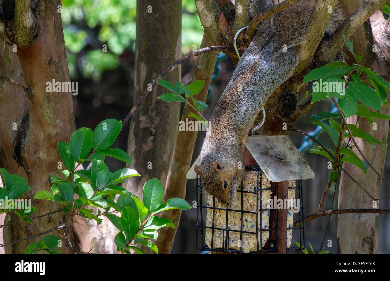 Ein Eichhörnchen klettert auf einem Vogel-Suet-Feeder herunter Stockfoto
