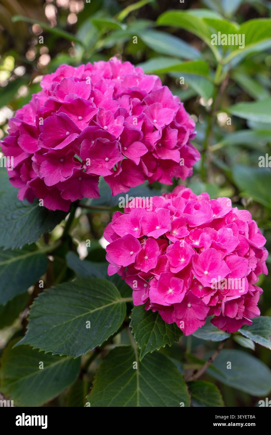 Schöne rosa Hortensienblüten in einem Garten, Nahaufnahme von rosa Hortensienblüten mit grünen Blättern. Stockfoto