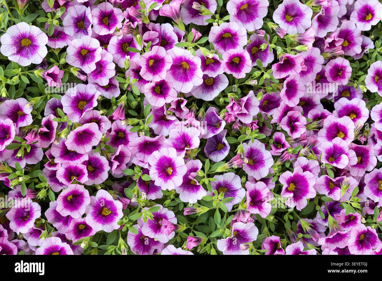 Lila calibrachoa Blumen Hintergrund. Vollbild Stockfoto