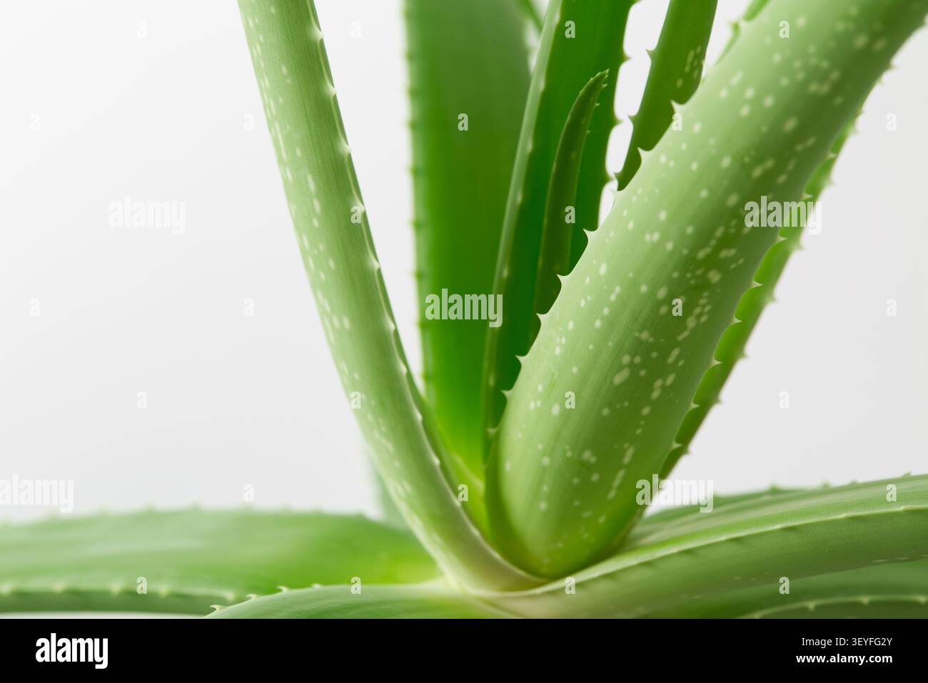Aloe Vera Medicinal Kräuter Sukkulent Plant; Nahaufnahme der gezackten Kanten der Blätter isoliert vor weißem Hintergrund Stockfoto