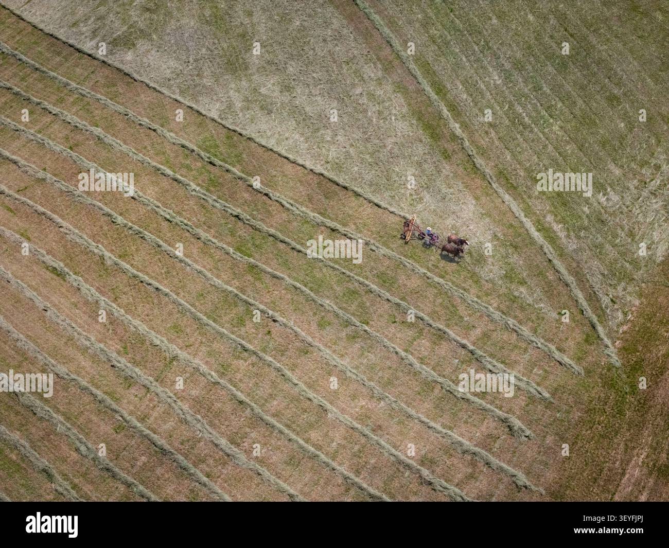 Amish Farmer, der Heu im Juni macht, Stone Arabien, Mohawk Valley, New York State, USA. Stockfoto