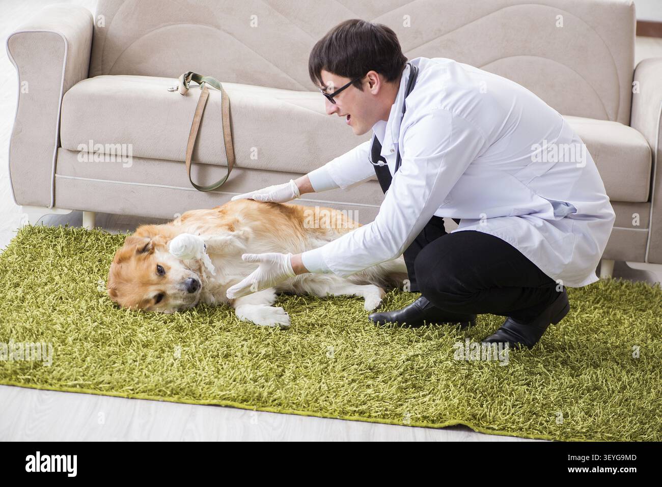 Tierarzt Arzt prüfen Golden Retriever Hund besuchen Sie zu Hause Stockfoto