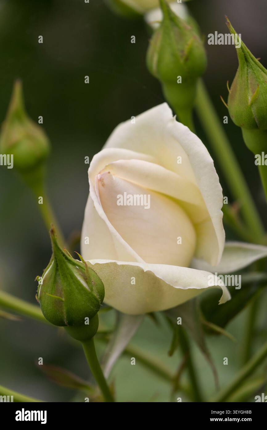 Rosebuds in a Garden Stockfoto