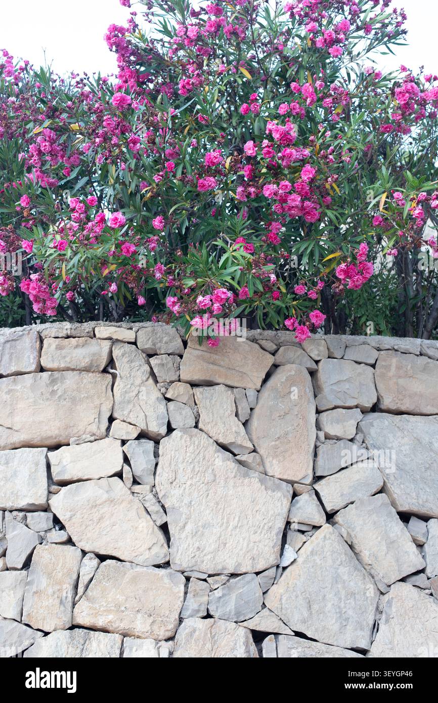 Leuchtend rosa blühende Pflanzen auf einer rustikalen Steinmauer, die die natürliche Schönheit in einer Gartenumgebung mit klarem blauen Himmel über Ihnen zeigen Stockfoto