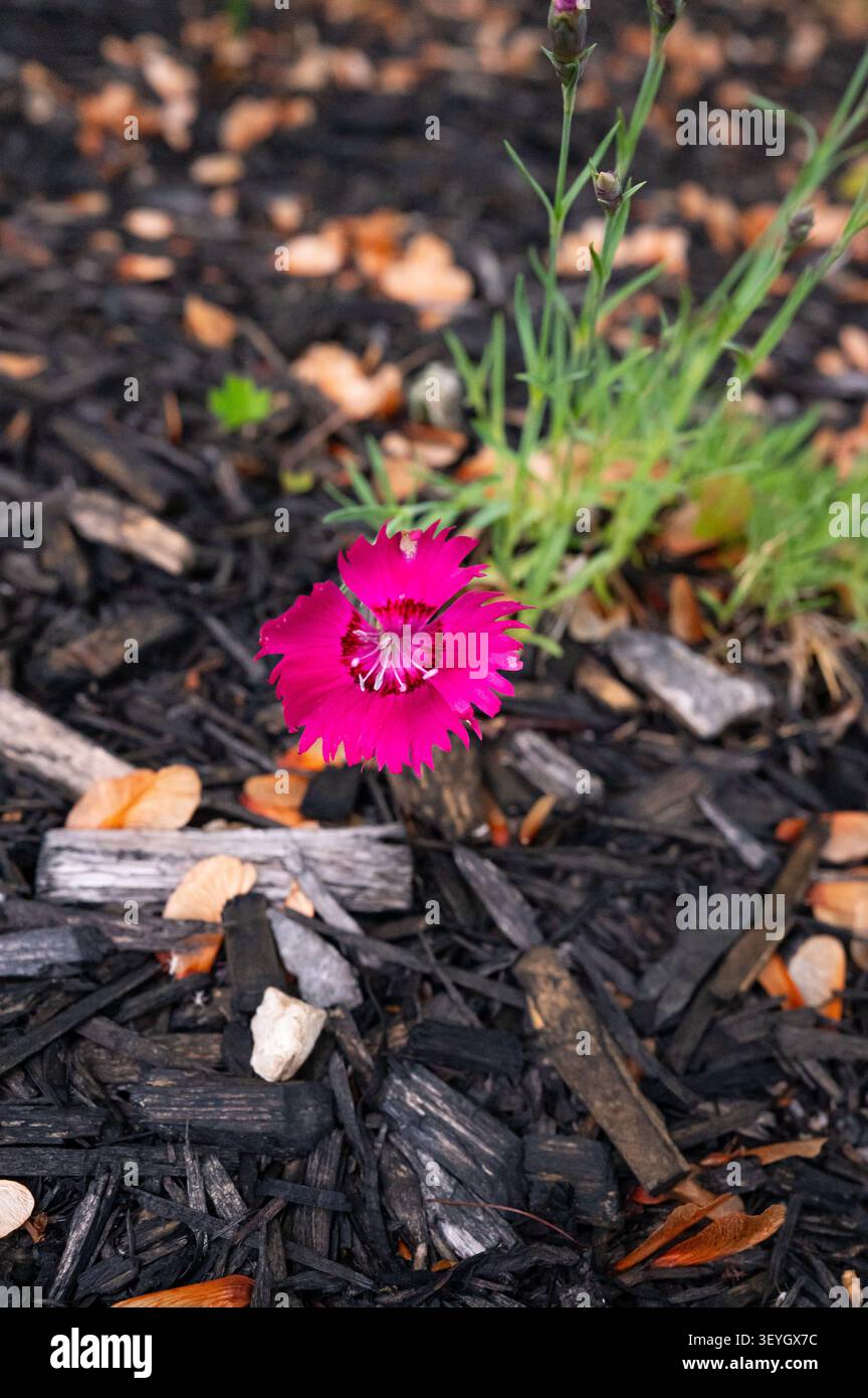 Lebendige rosa Dianthus Chinensis-Blüte in einem Sommergarten mit Mulch-Hintergrund Stockfoto
