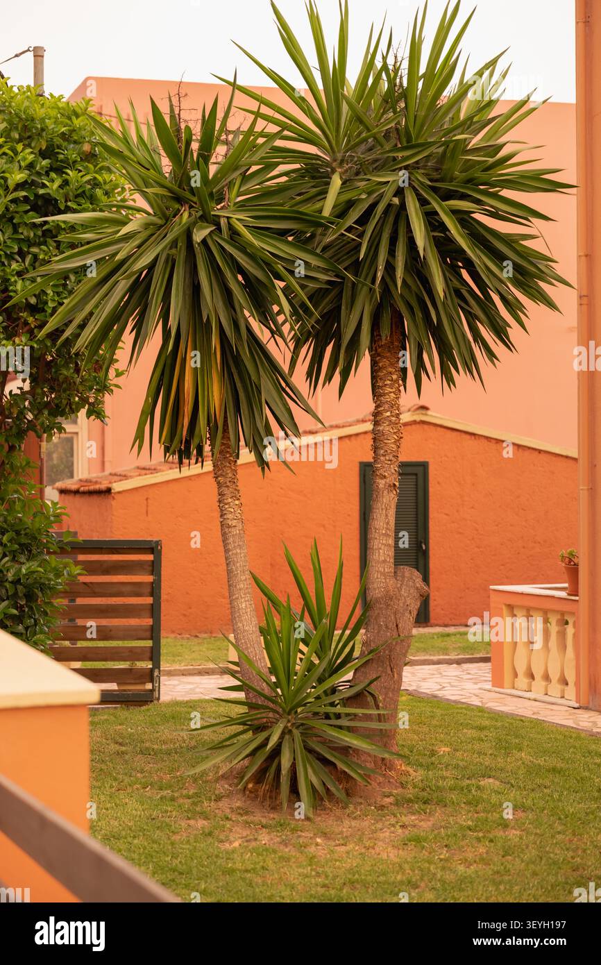 Sonnenverwöhnte Yukapflanzen gedeihen in einem gemütlichen Terrakotagarten. Natürliche Schönheit und Entspannung. Stockfoto