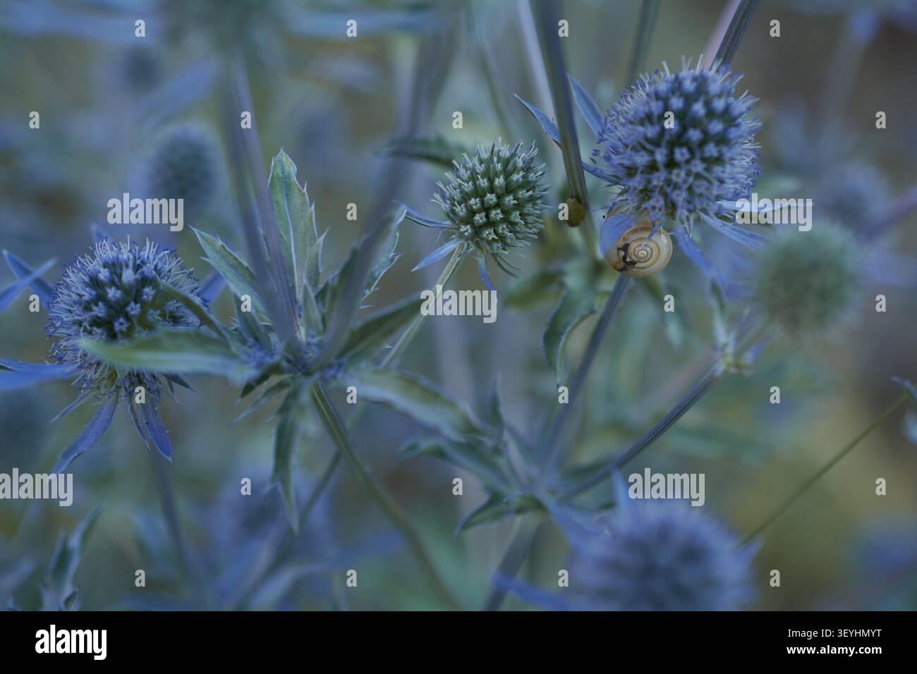 Eine Schnecke entkommt der Hitze, indem sie auf den Blütenstängel einer seehauchse, eines Stiels, einer seehauchse (Eryngium), einer Schnecke, einer Bienenweide, Insektenweide, bienenfreundlich Stockfoto