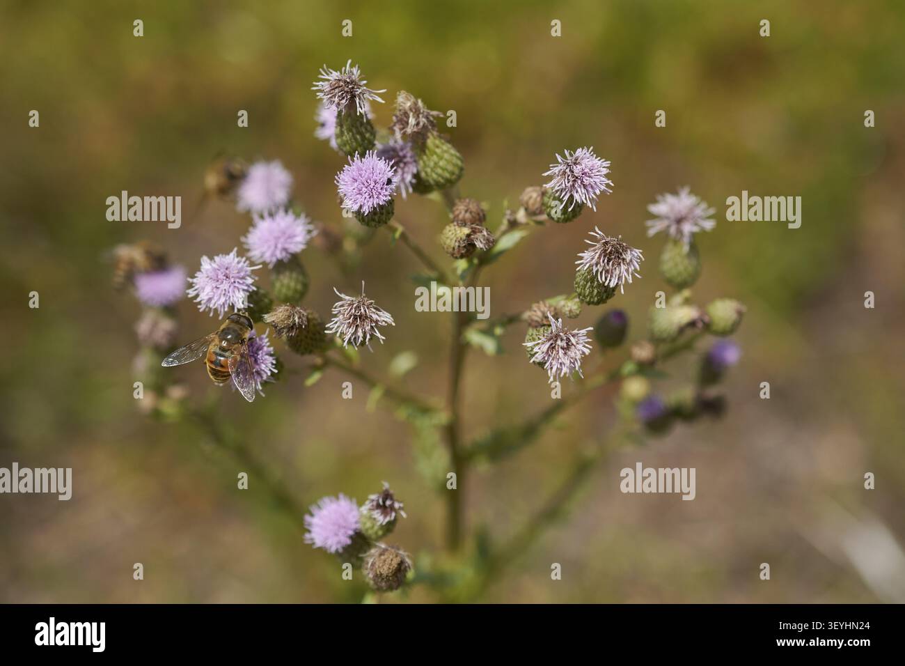 Hoverfly auf Distelmaus (Cirsium arvense), Distelmaus, Felddistel, Bienenweide, Insektenweide, Bienenfreundlich, Insektenfreundlich, Wildbiene, Hummel Stockfoto