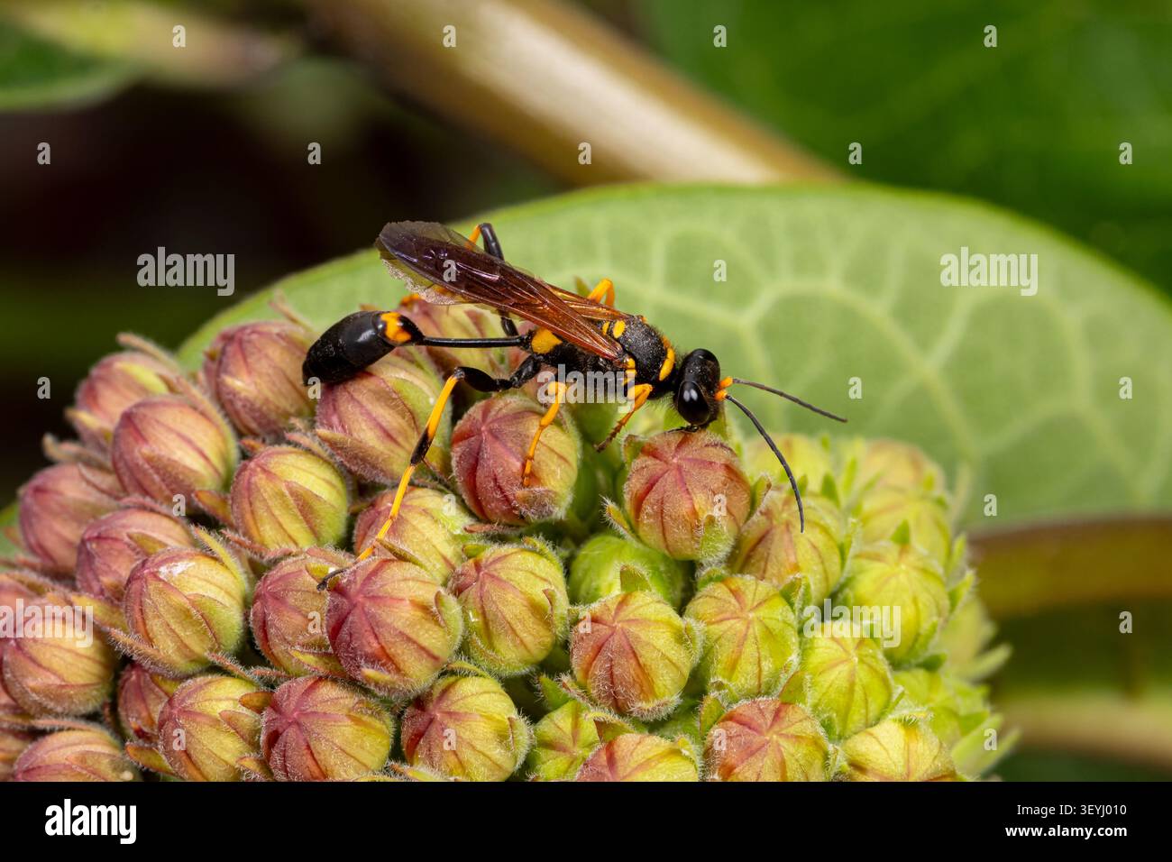 Schwarzgelbe Lehmzieherameise. Insektenidentifikation, Naturschutz und Gartenkonzept für den Hinterhofblumengarten. Stockfoto