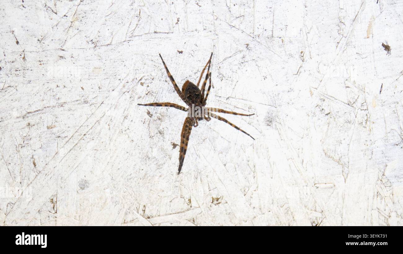 Eine Nahaufnahme eines Cross-Orbeaver-Spinners, der auf einem weißen Holzgrund ruht Stockfoto