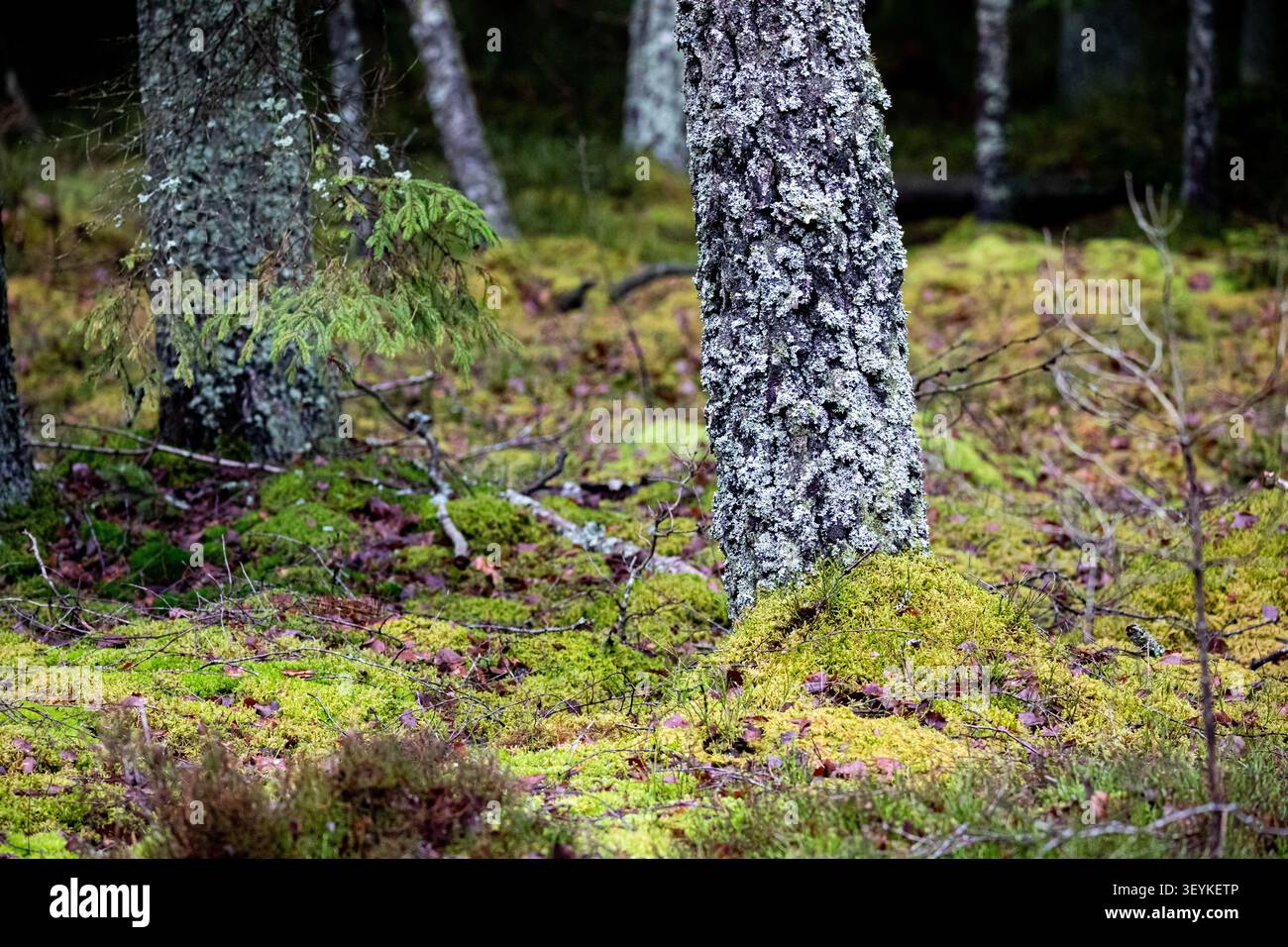 Flechtenbedeckte Bäume und lebhafte Moosteppiche schaffen eine ruhige Waldszene in Litauen, die Biodiversität und natürliche Schönheit des Waldes unterstreicht. Stockfoto