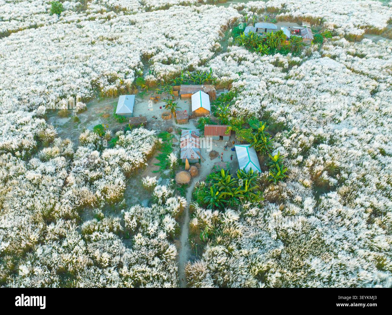 Gaibandha, Rangpur Division, Bangladesch - 30. September 2025: Aus der Vogelperspektive auf ein ländliches Gehöft umgeben von riesigen Feldern mit blühendem weißem Kans-Gras, Stockfoto