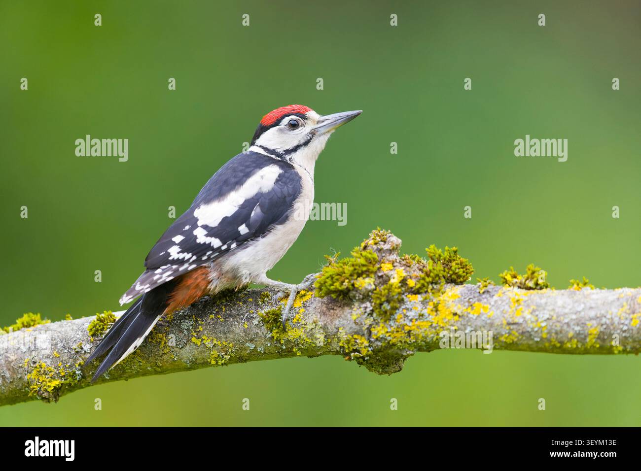 Großspecht Dendrocopos Major, Jungvogel auf moosbedeckten Zweigen, Suffolk, England, Juni Stockfoto