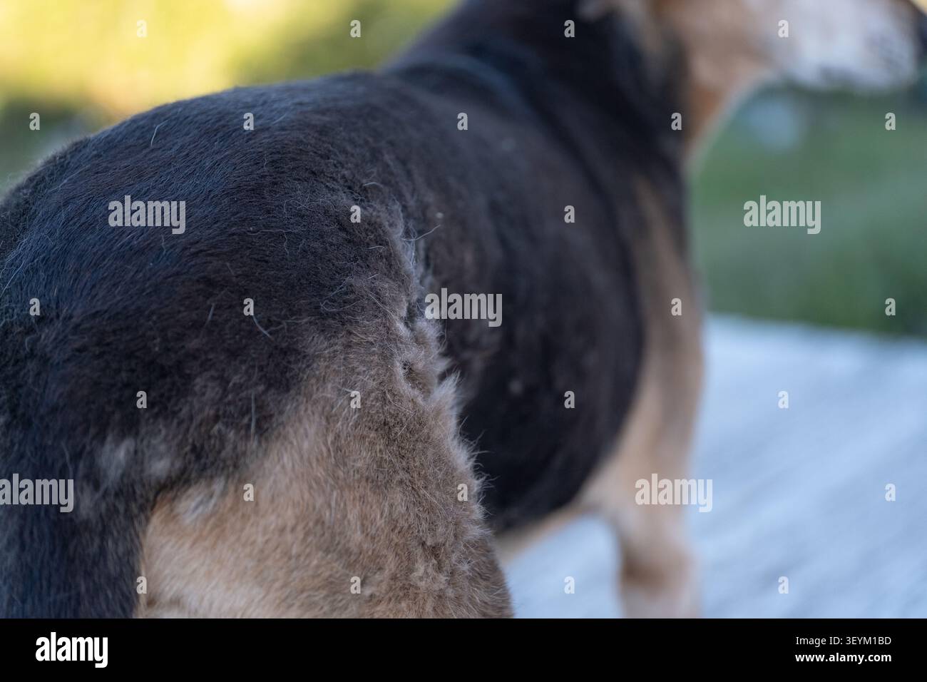 Nahaufnahme eines Hundes, der während des natürlichen saisonalen Fellwechsels seine dicke Unterwolle abgibt. Das Bild zeigt normales Schmelzen, Tierpflege, Unterwolle Stockfoto