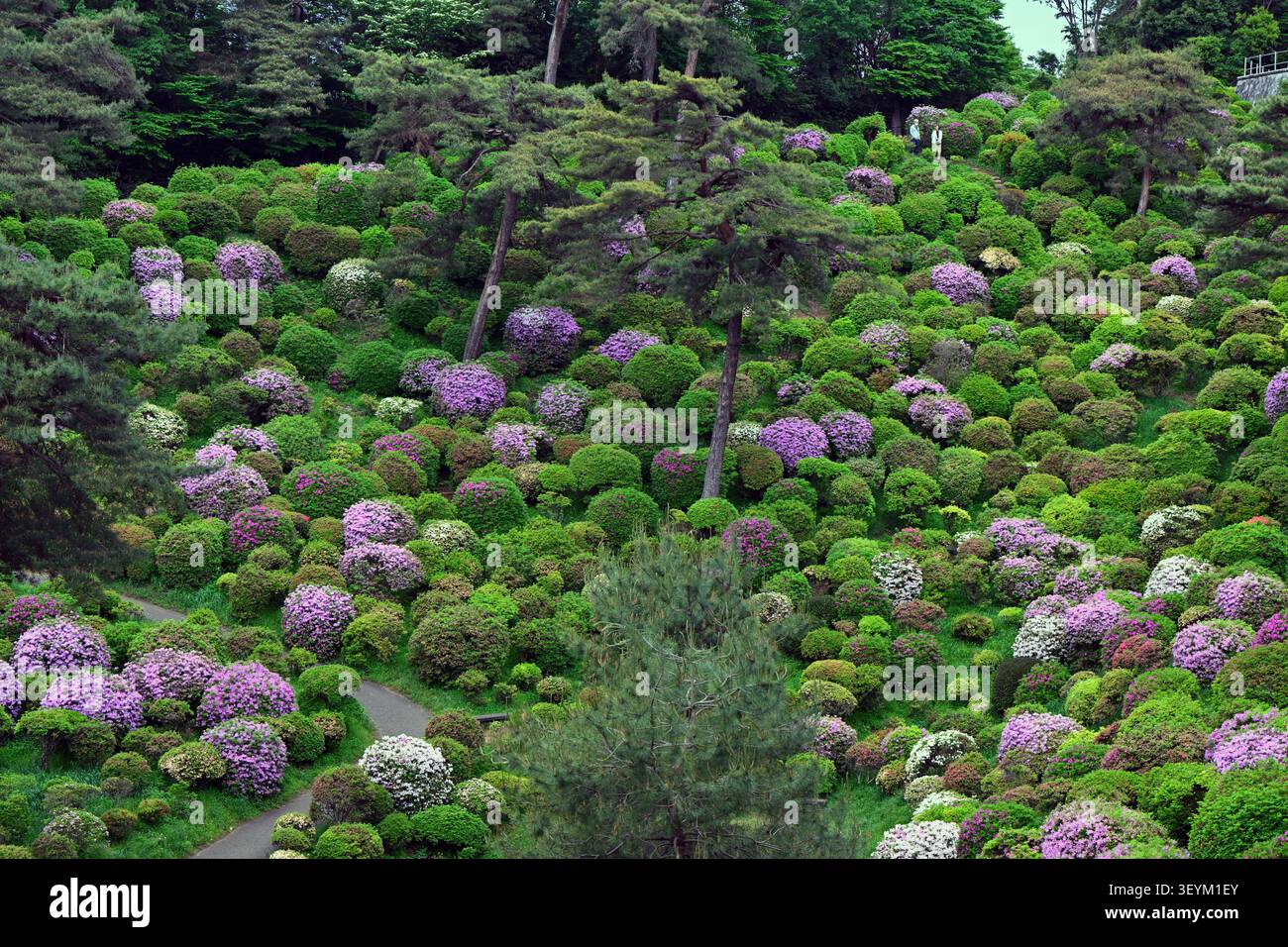 Tokio, Japan - 3. Mai 2026: Tausende von blühenden Azaleen bedecken den Hügel des Shiofune Kannon-JI-Tempels und schaffen damit einen der spektakulärsten japanischen Sp Stockfoto